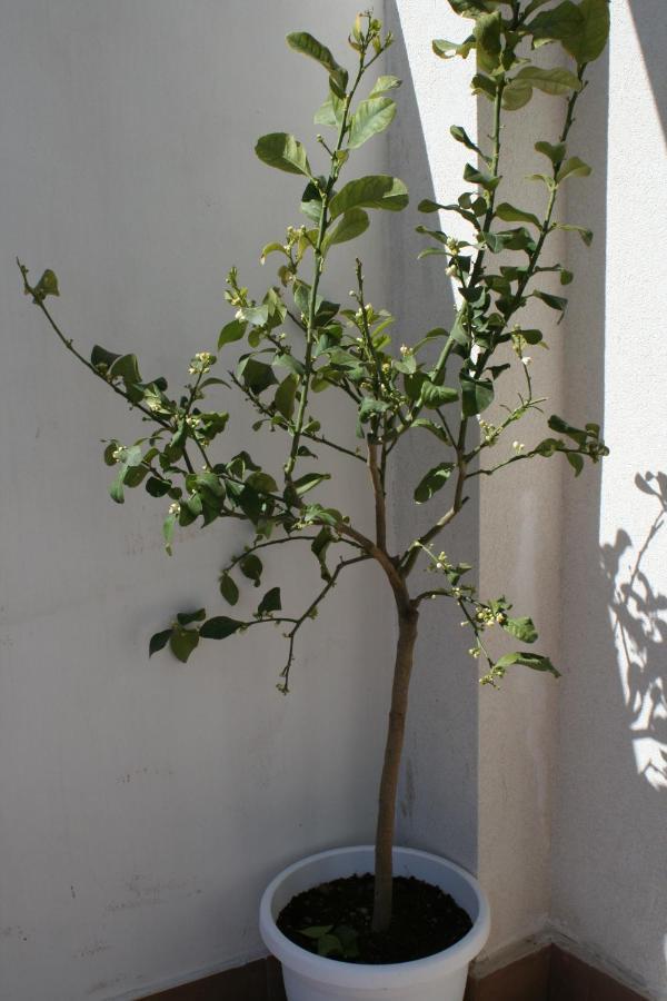 Ferienwohnung Il Terrazzo Augusta Exterior foto